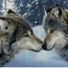 wolf kiss